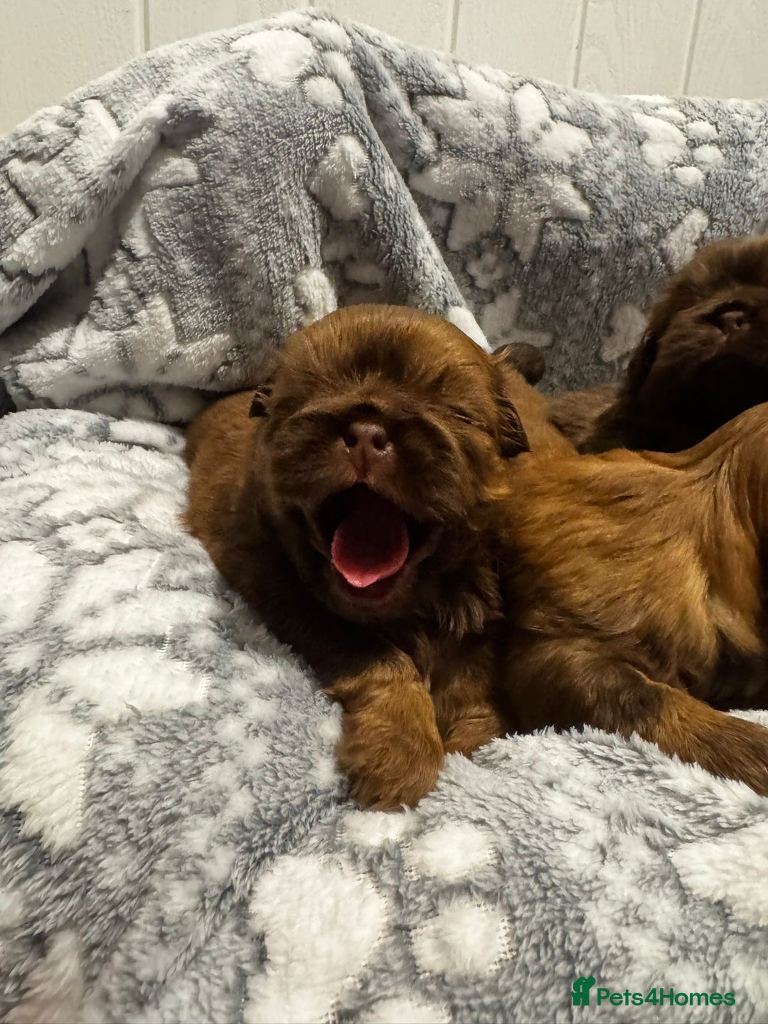 Shih Tzu dogs for sale: Chocolate imperial shihtzu puppies - Advert 2