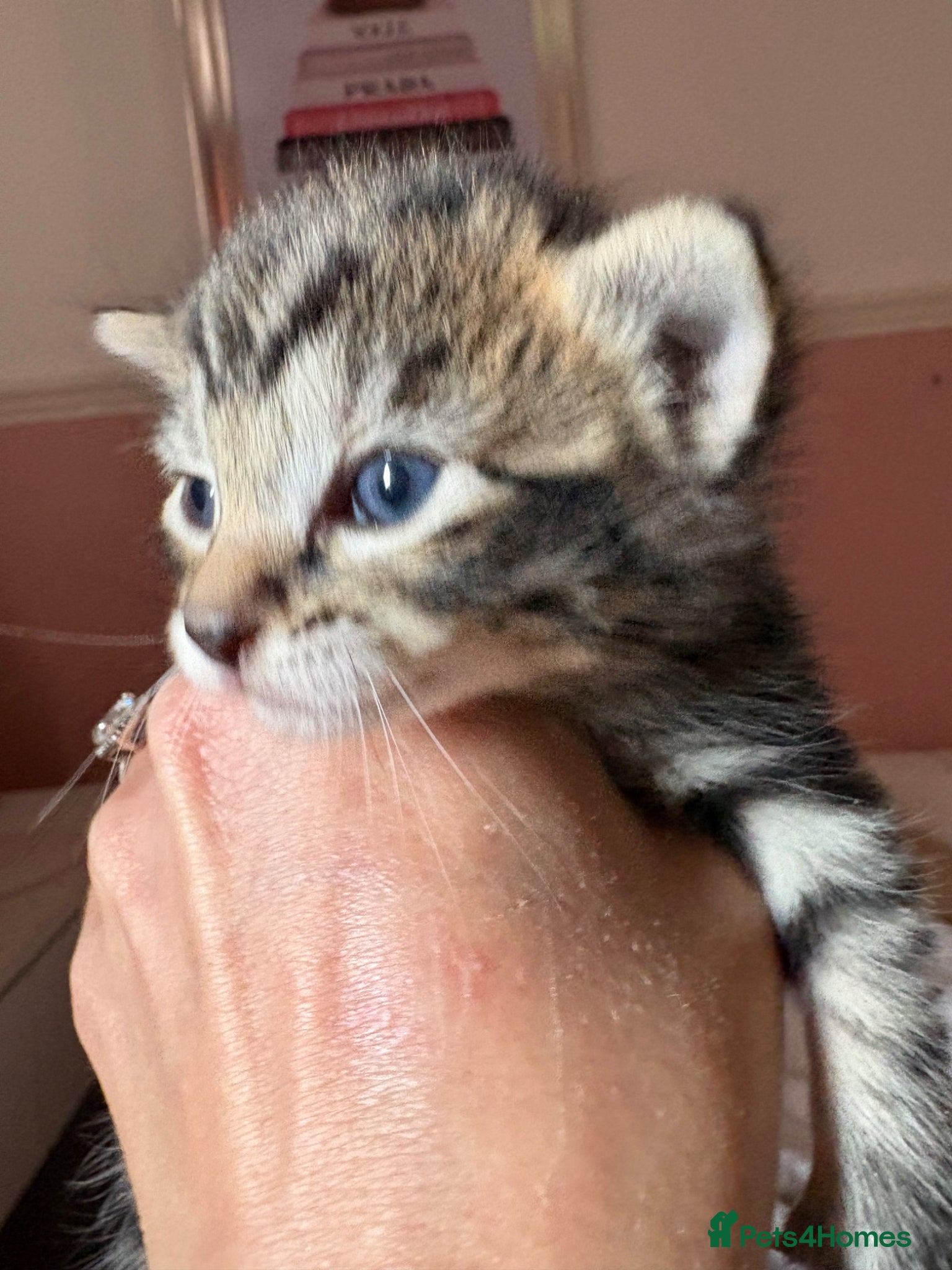 Mixed Breed cats Mixed breed  - Advert 14