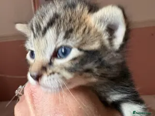 Mixed Breed cats Mixed breed - Advert 14