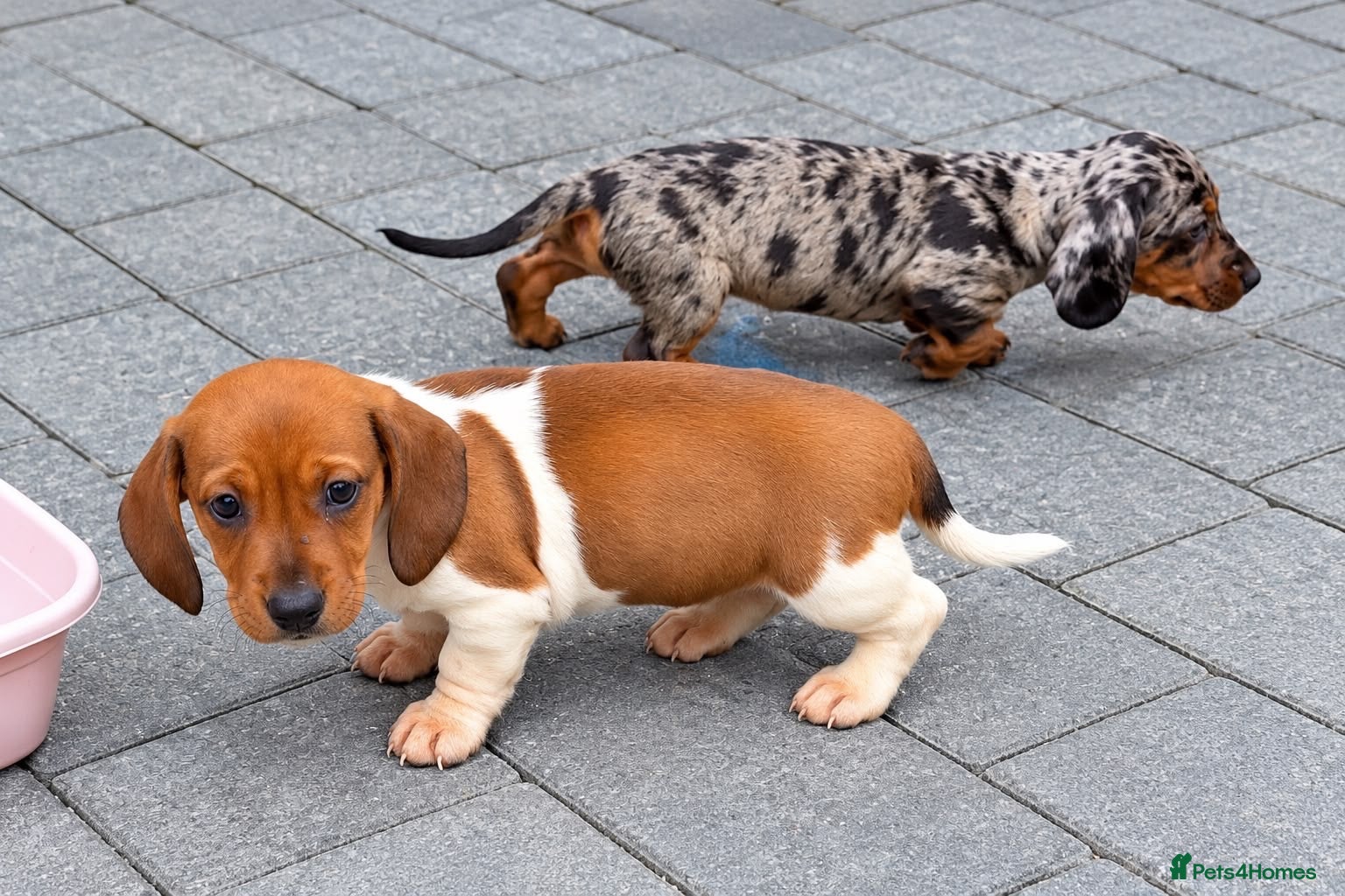 Dachshund dogs Dachshunds - Advert 5