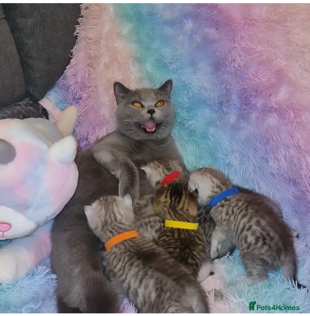 British Shorthair cats for sale: 🩵💙💜Amasing British Shorthair Kittens🧡💚💙 - Advert 14