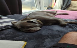 Mixed Breed dogs for sale: Incredible bulldog x FOR-SALE  - Image 8