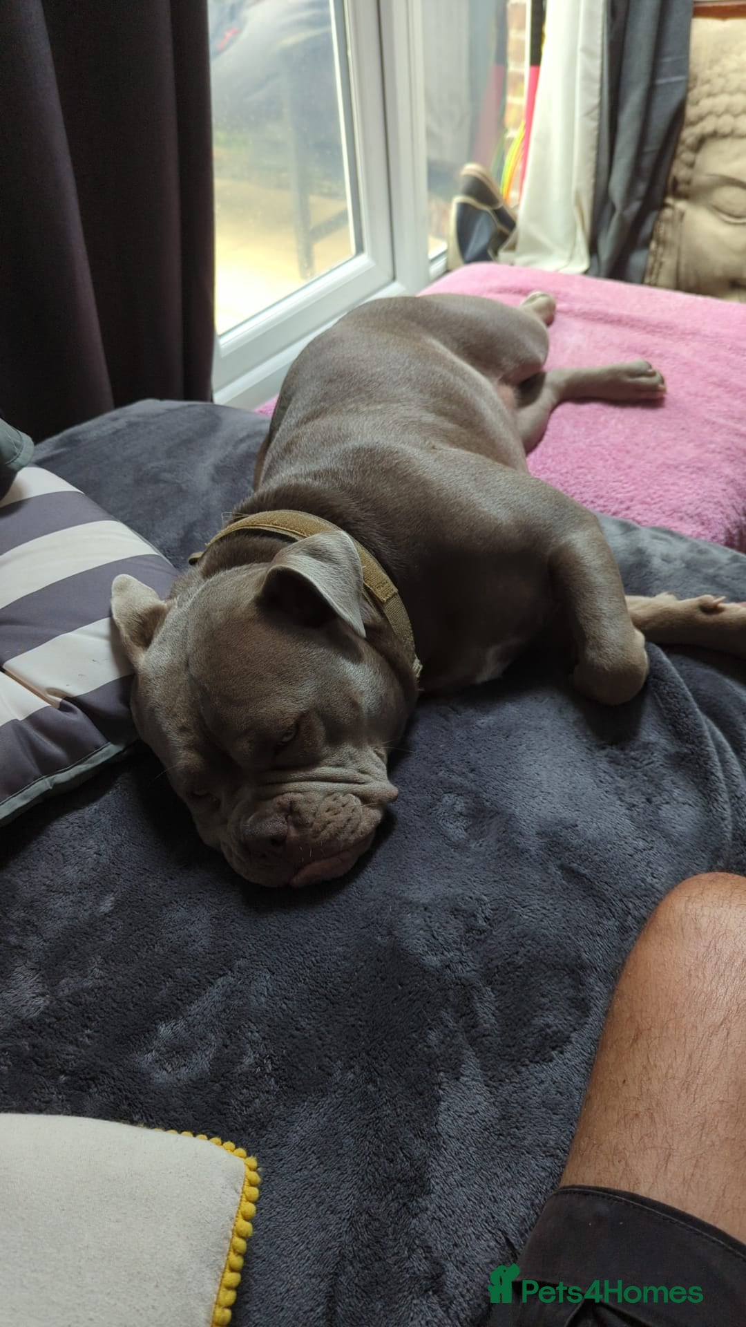 Mixed Breed dogs for sale: Incredible bulldog x FOR-SALE  - Image 8