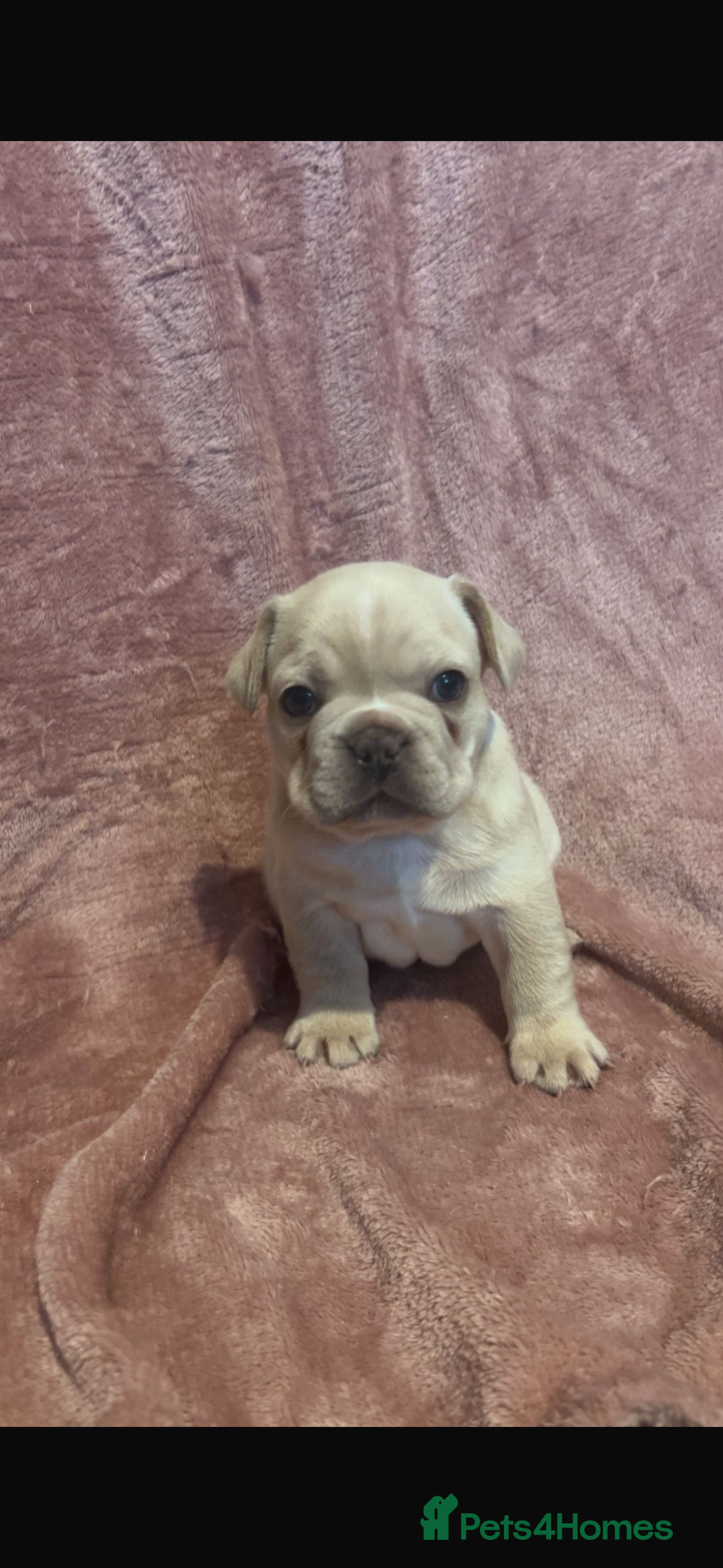 French Bulldog dogs for sale: last girl ready to leave now 🐾⚡️ - Advert 10