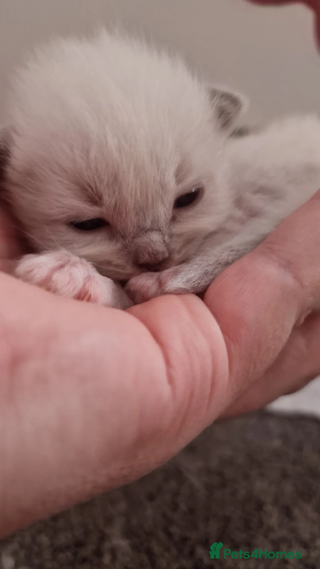 Ragdoll cats for sale: 3 blue point ragdoll kittens for sale in Birmingham - Advert 8