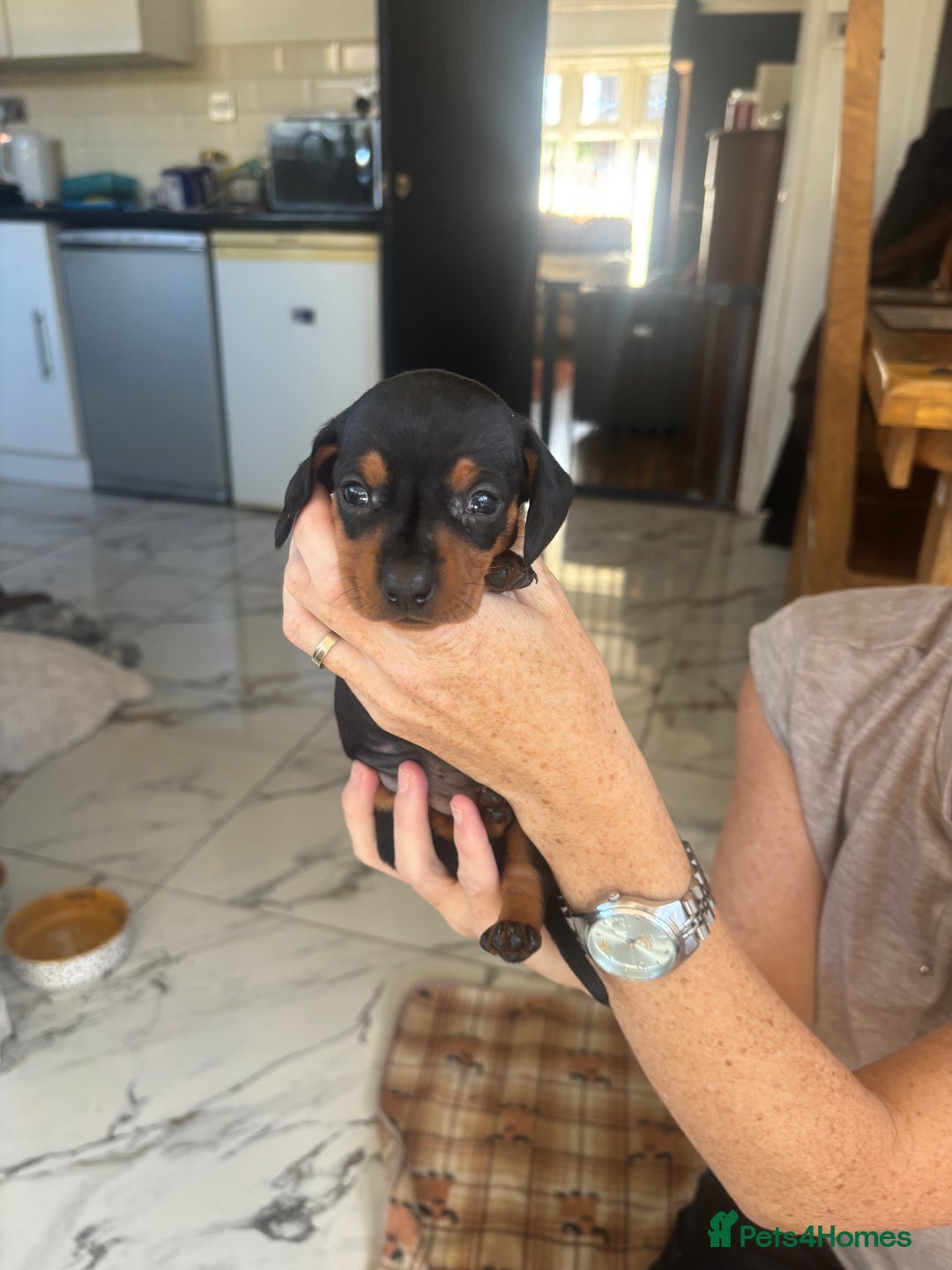 Dachshund dogs for sale: Dachshund Puppies for sale  - Image 4