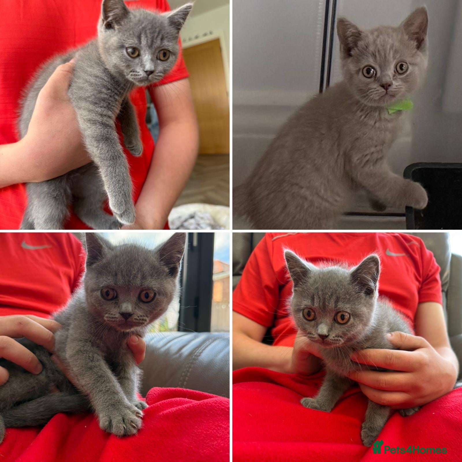 British Shorthair cats 1 blue BSH kittens Ready Now - Advert 1