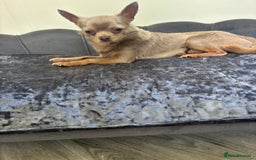 Chihuahua dogs for stud: KC Reg lilac Stunning Stud Boy in Bury Saint Edmunds - Image 16