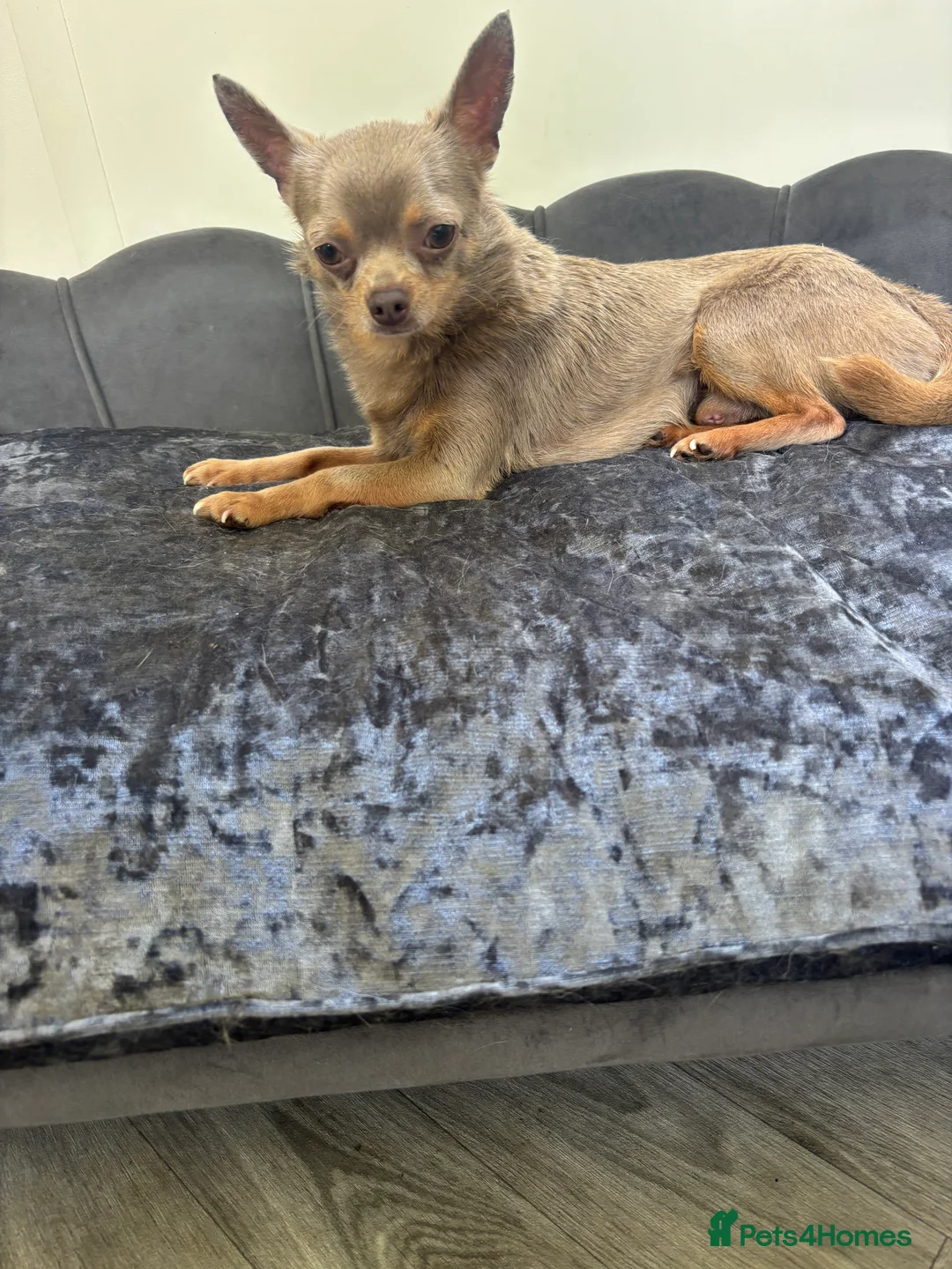 Chihuahua dogs for stud: KC Reg lilac Stunning Stud Boy in Bury Saint Edmunds - Advert 16