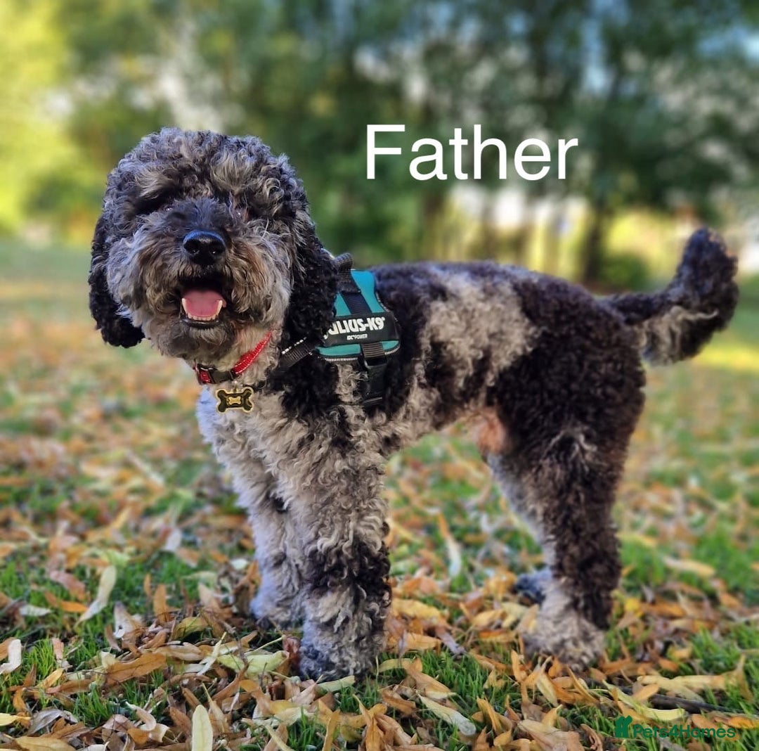 Cockapoo dogs for sale: Litter of 5 cockapoos for sale  - Advert 9