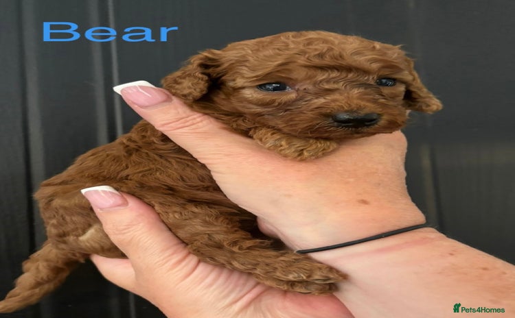 Miniature Poodle dogs - Advert 13