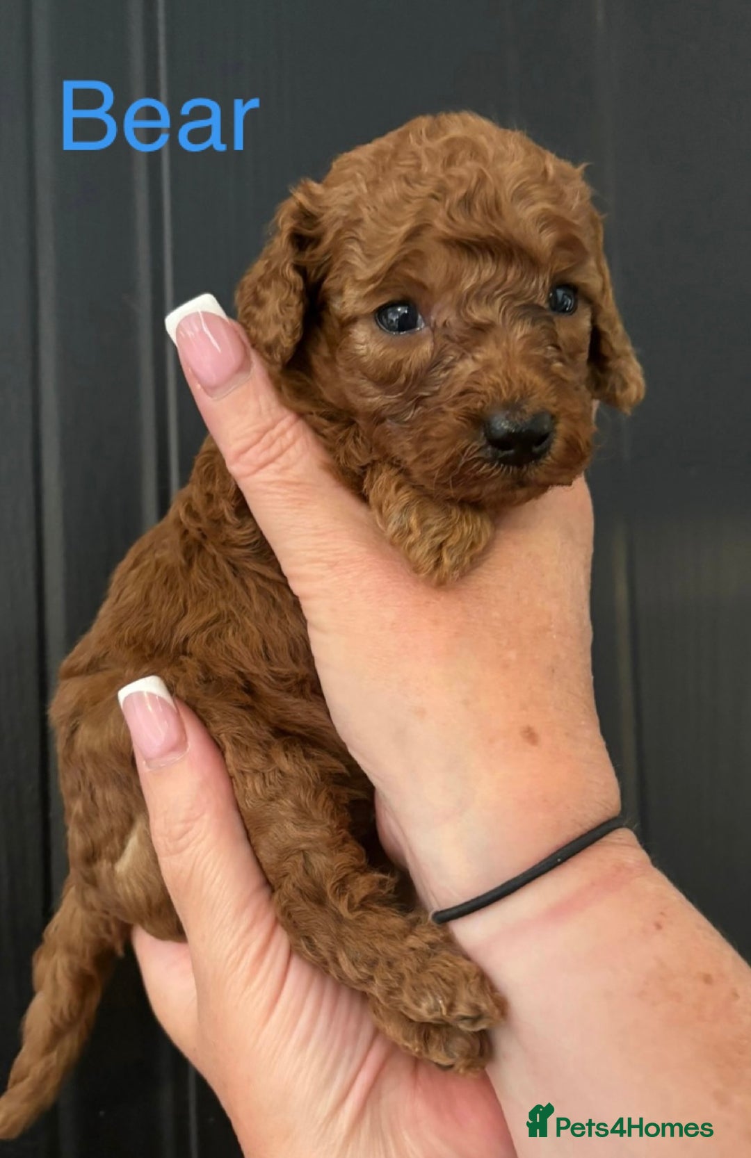 Miniature Poodle dogs for sale: Stunning minature poodle puppies  - Image 1