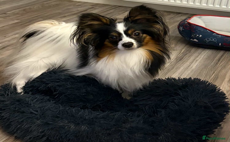 Papillon dogs - Advert 2