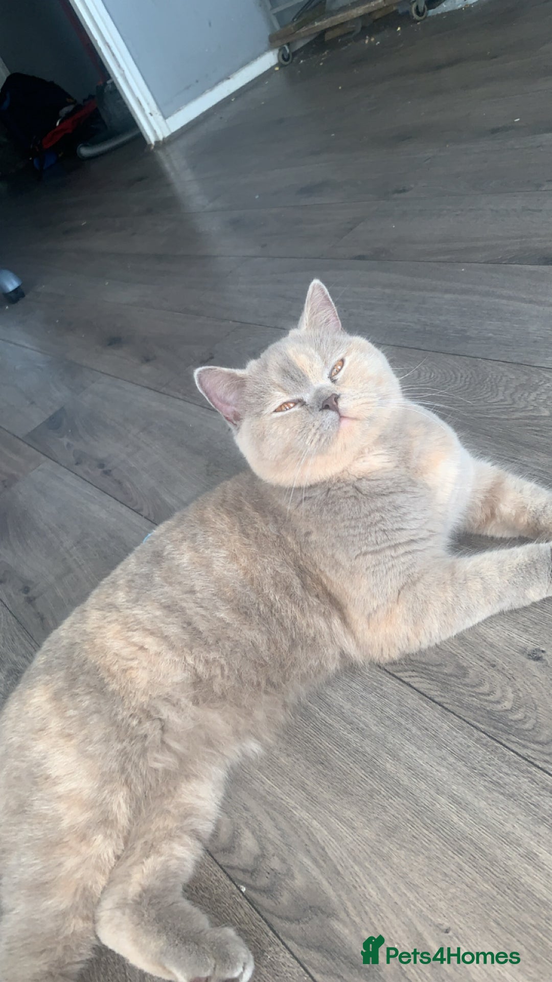 British Shorthair cats for sale: British shorthair female  - Advert 6