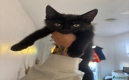 Domestic Shorthair cats for sale: Kittens for sale - Image 2