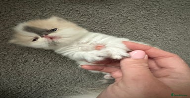 Persian cats - Advert 13