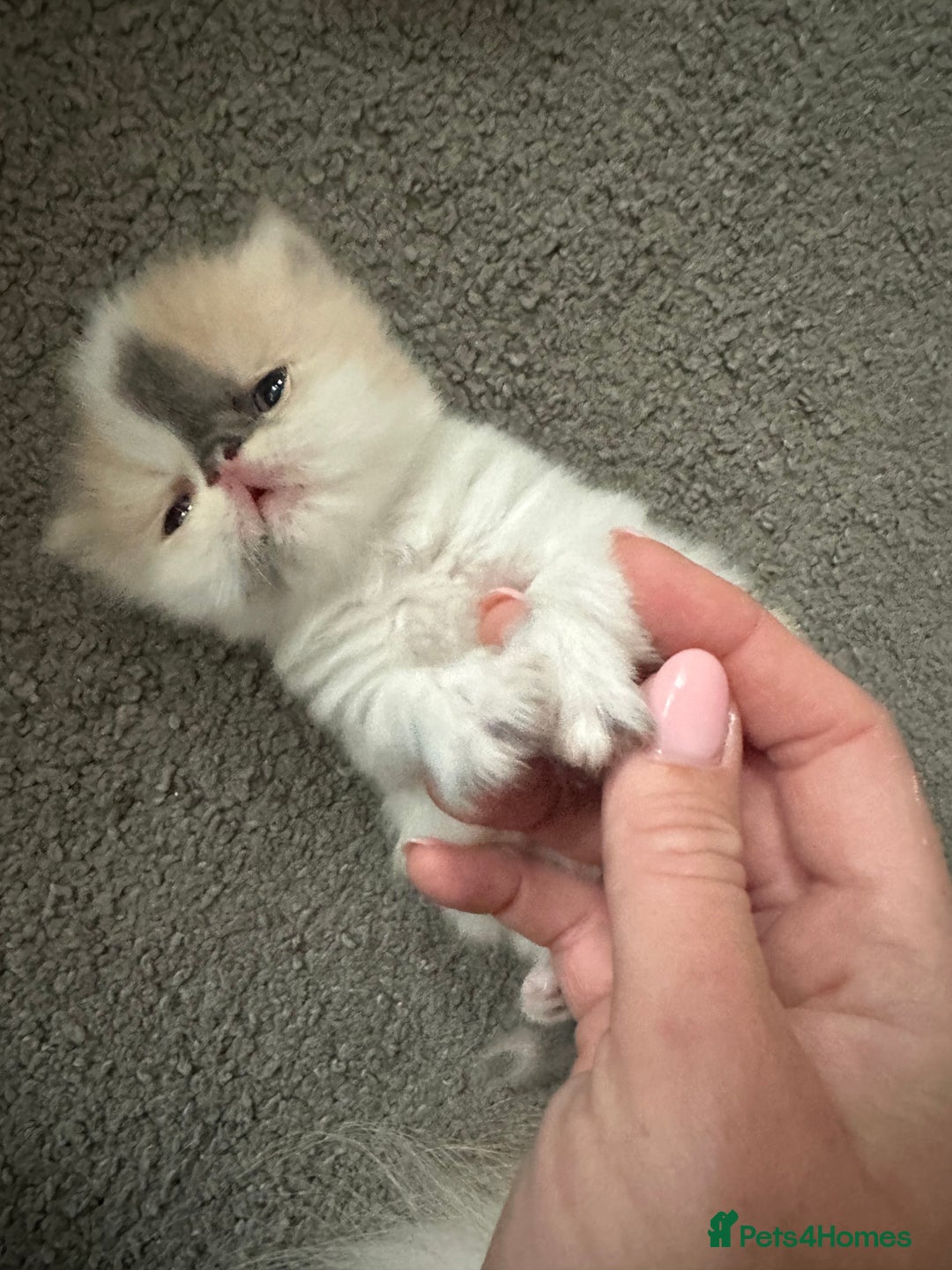 Persian cats for sale: Stunning Persian kittens  - Image 2