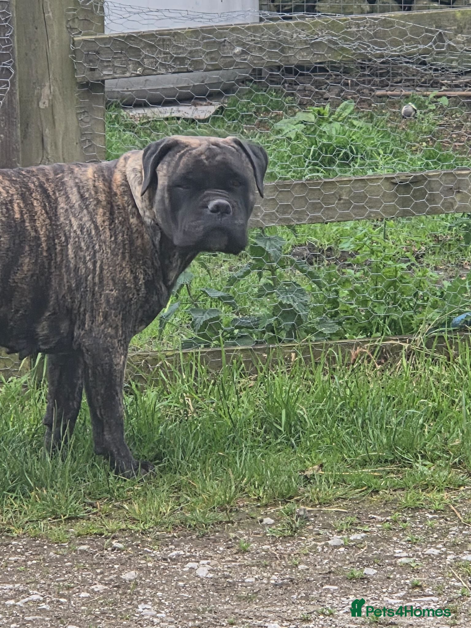 Bullmastiff dogs Kc registered Bullmastiff  - Advert 1