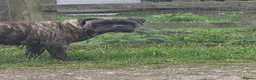 Bullmastiff dogs for sale: Kc registered Bullmastiff  - Advert 1