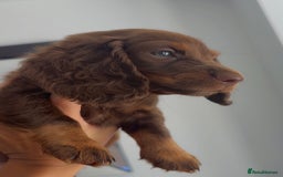 Dachshund dogs for sale: Long hair Dachshund  - Image 2