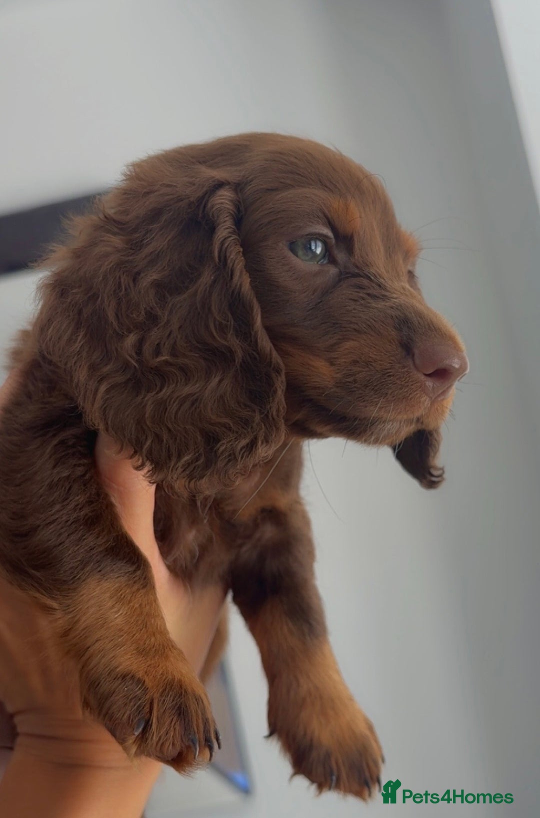 Dachshund dogs for sale: Long hair Dachshund  - Image 2