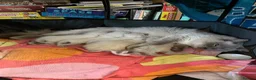 Ragdoll cats for sale: TICA registered pedigree Ragdoll kittens - Advert 31