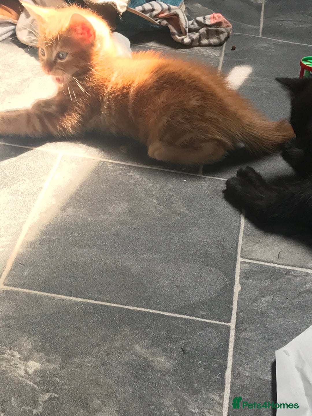 British Shorthair cats for sale: Looking for there forever homes  - Image 2