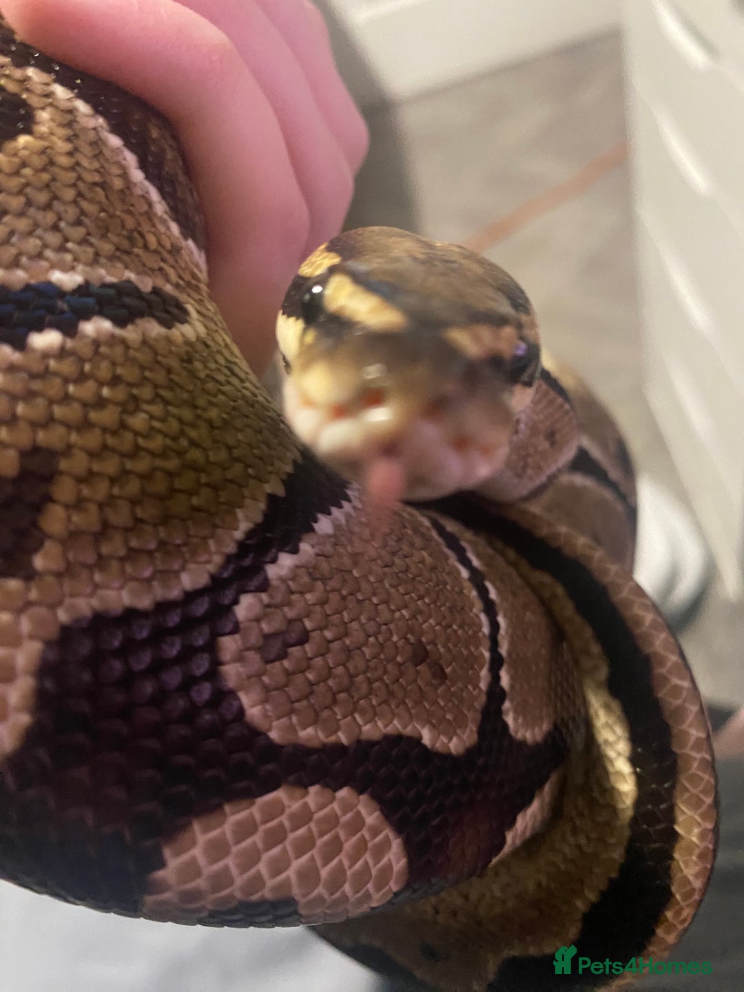 Python Snake reptiles for sale: Royal python snake and enclosure  - Image 2