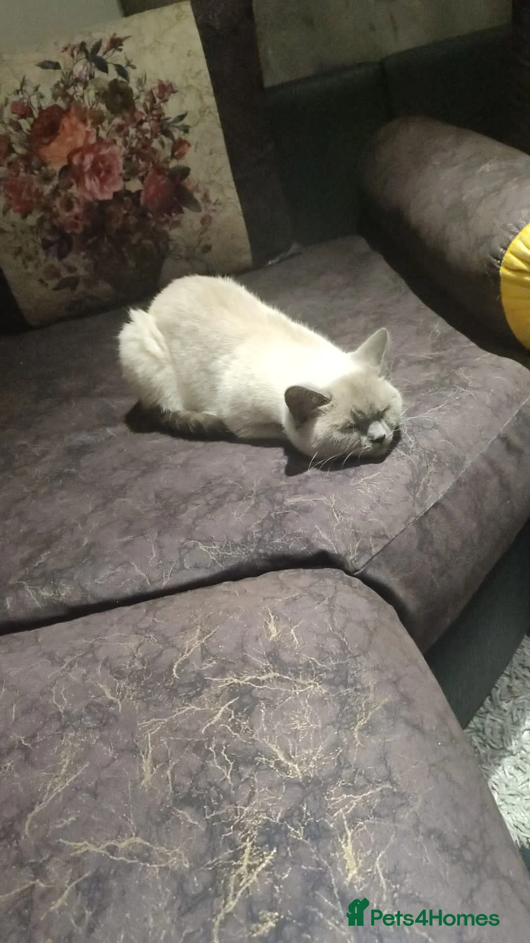 British Shorthair cats for sale: Original brithis cats  - Advert 2