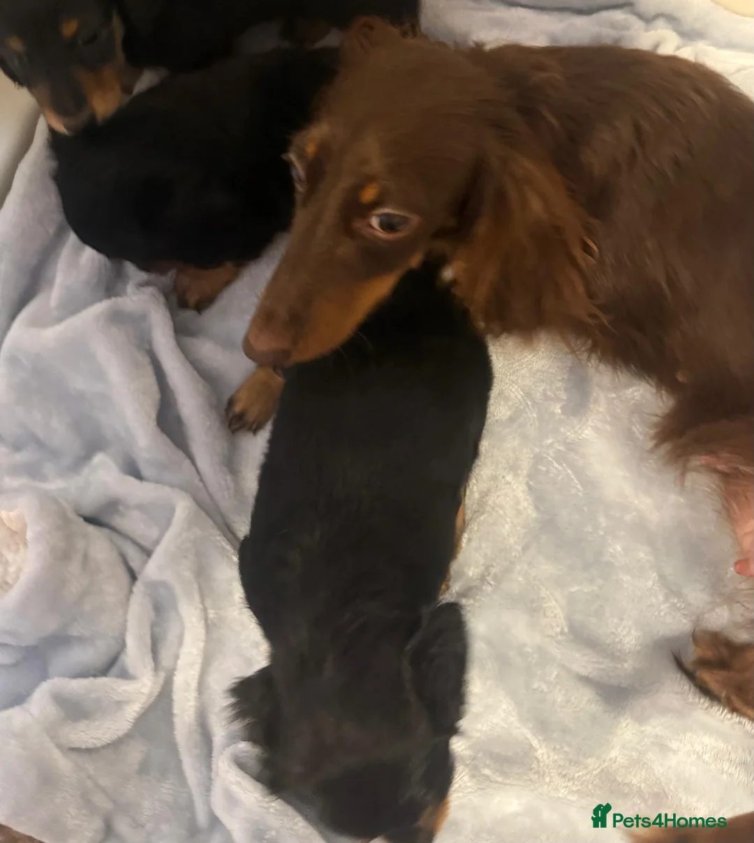 Miniature Dachshund dogs for sale: 3 beautiful miniature dachshunds 🐶  - Advert 2