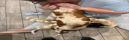 Cocker Spaniel dogs for sale: Playful show type cocker spaniels  in Bury Saint Edmunds - Advert 26
