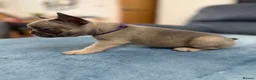 French Bulldog dogs for sale: Beautiful frenchie puppies  - Advert 22