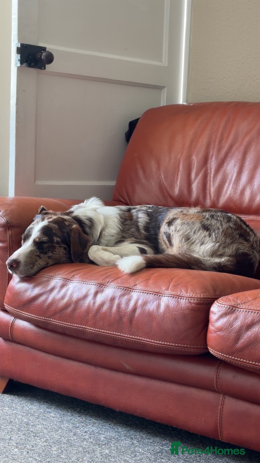 Borador dogs Male Border Collie X Labrador  - Advert 5