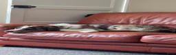 Borador dogs for sale: Male Border Collie X Labrador  - Advert 1