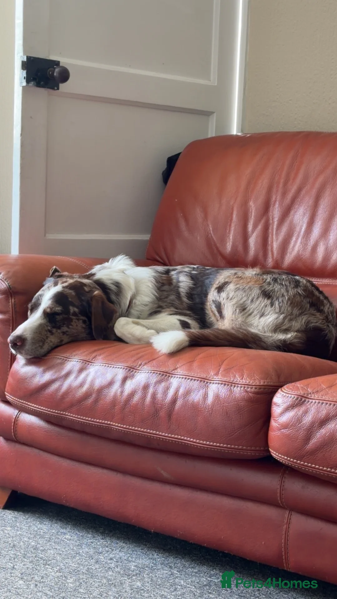 Borador dogs for sale: Male Border Collie X Labrador  - Advert 1