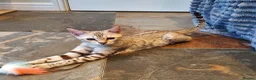 Bengal cats for sale: 🐆💕Very Beautiful Tica Registered Bengal Kittens. - Advert 21