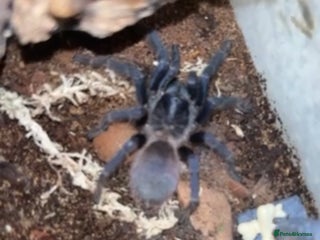 Tarantulas invertebrates Tarantula’s For Sale - Advert 4