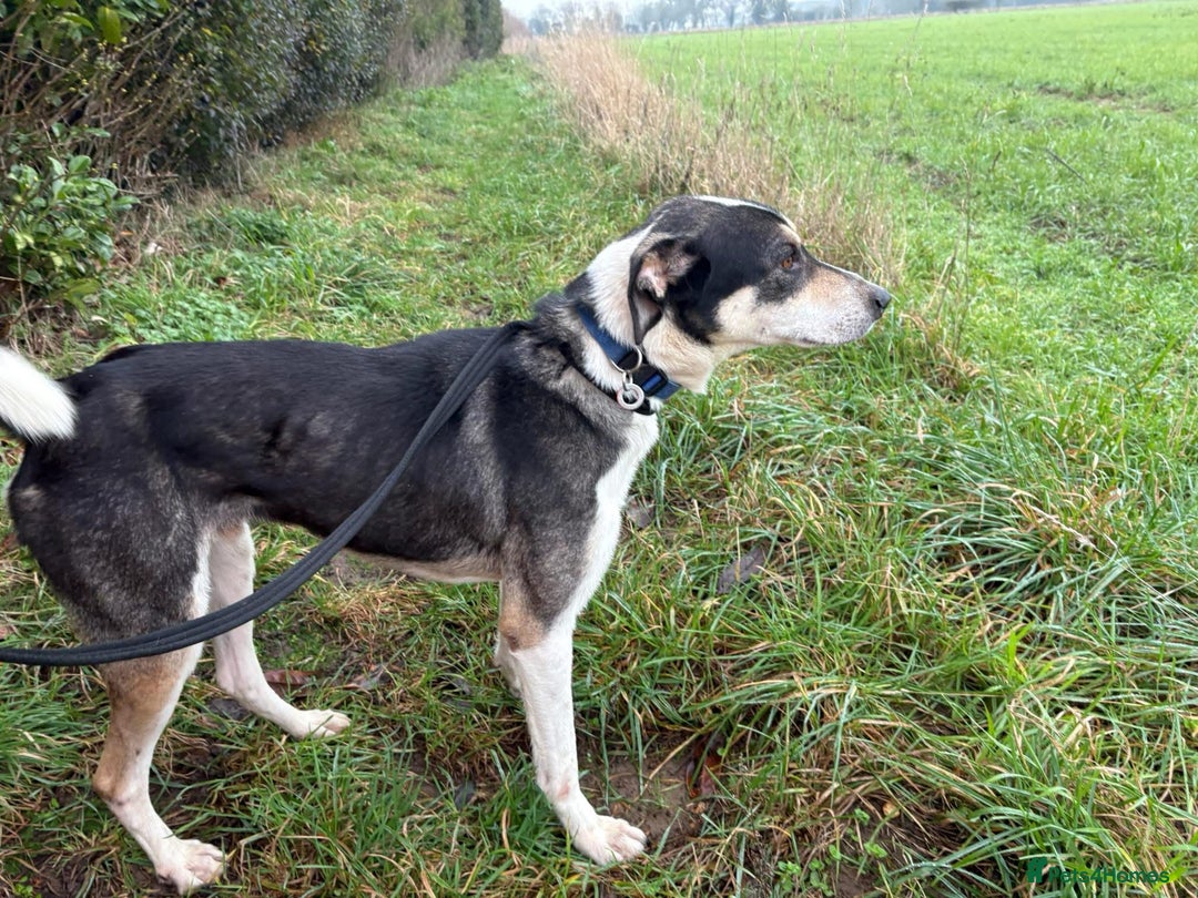 Mixed Breed dogs for adoption: Lucky - Norwich Norfolk  - Advert 13