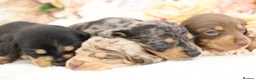 Miniature Dachshund dogs for sale: KC Miniature Dachshund Puppies - Advert 7