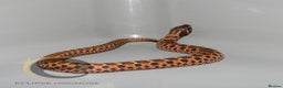Snake reptiles for sale: Hognose snakes  - Advert 13