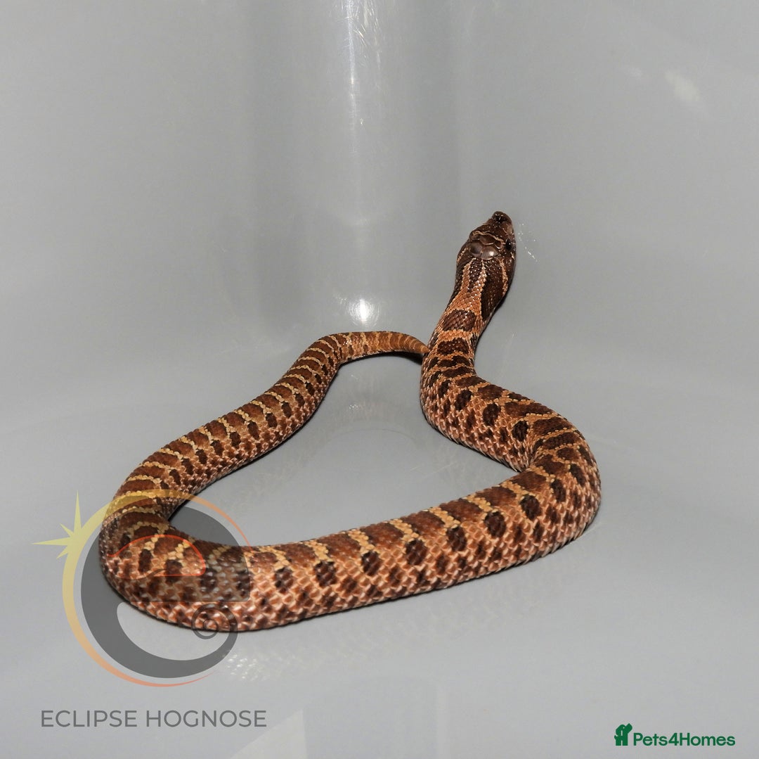 Snake reptiles for sale: Hognose snakes  - Image 10