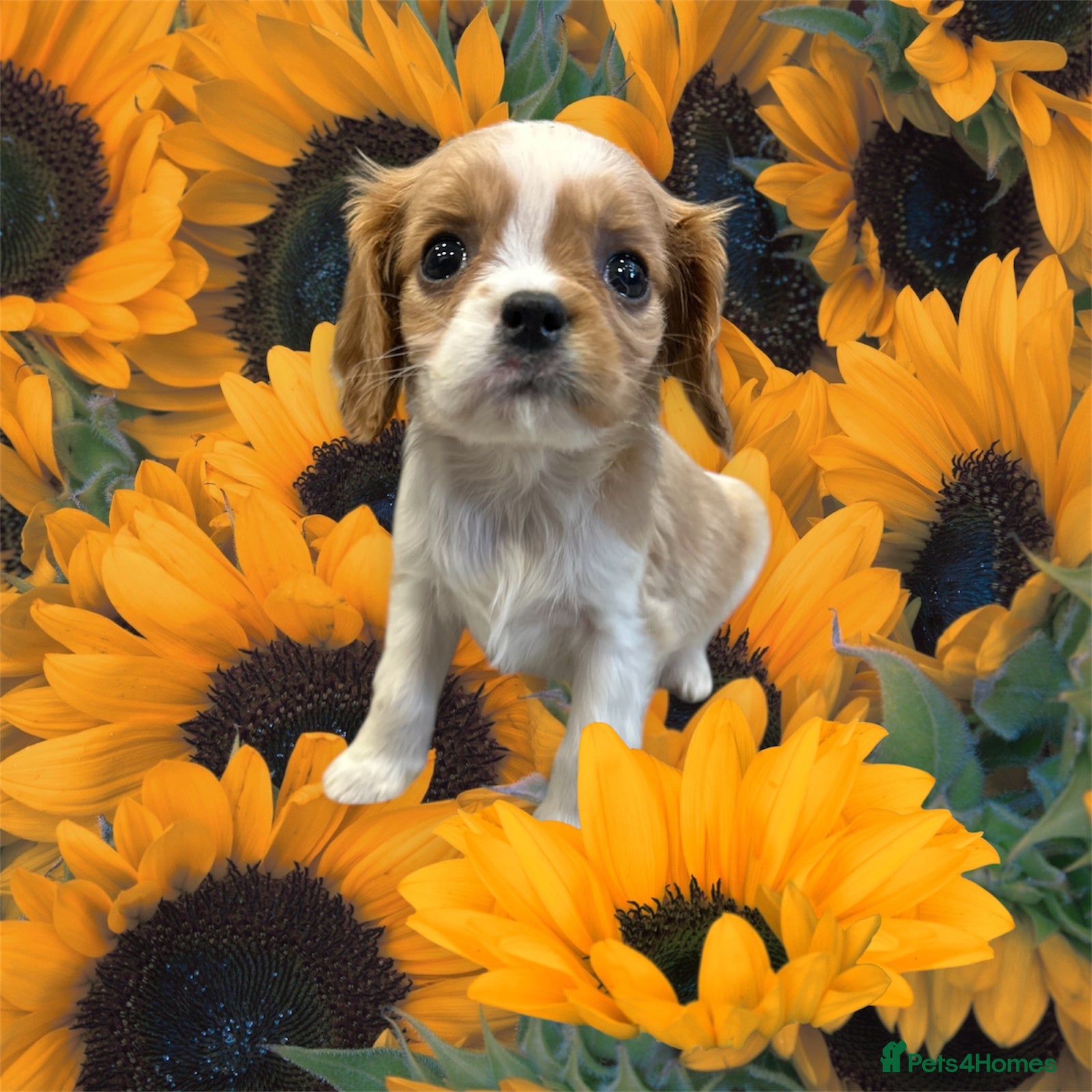 Cavalier King Charles Spaniel dogs ** DNA CLEAR 🧬 KC REGISTERED CAVALIER PUPPIES ** - Advert 2