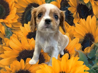 Cavalier King Charles Spaniel dogs ** DNA CLEAR 🧬 KC REGISTERED CAVALIER PUPPIES ** - Advert 2