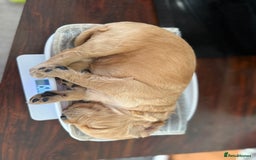 Cocker Spaniel dogs for sale: Beautiful Cocker Spaniel Litter  - Advert 6