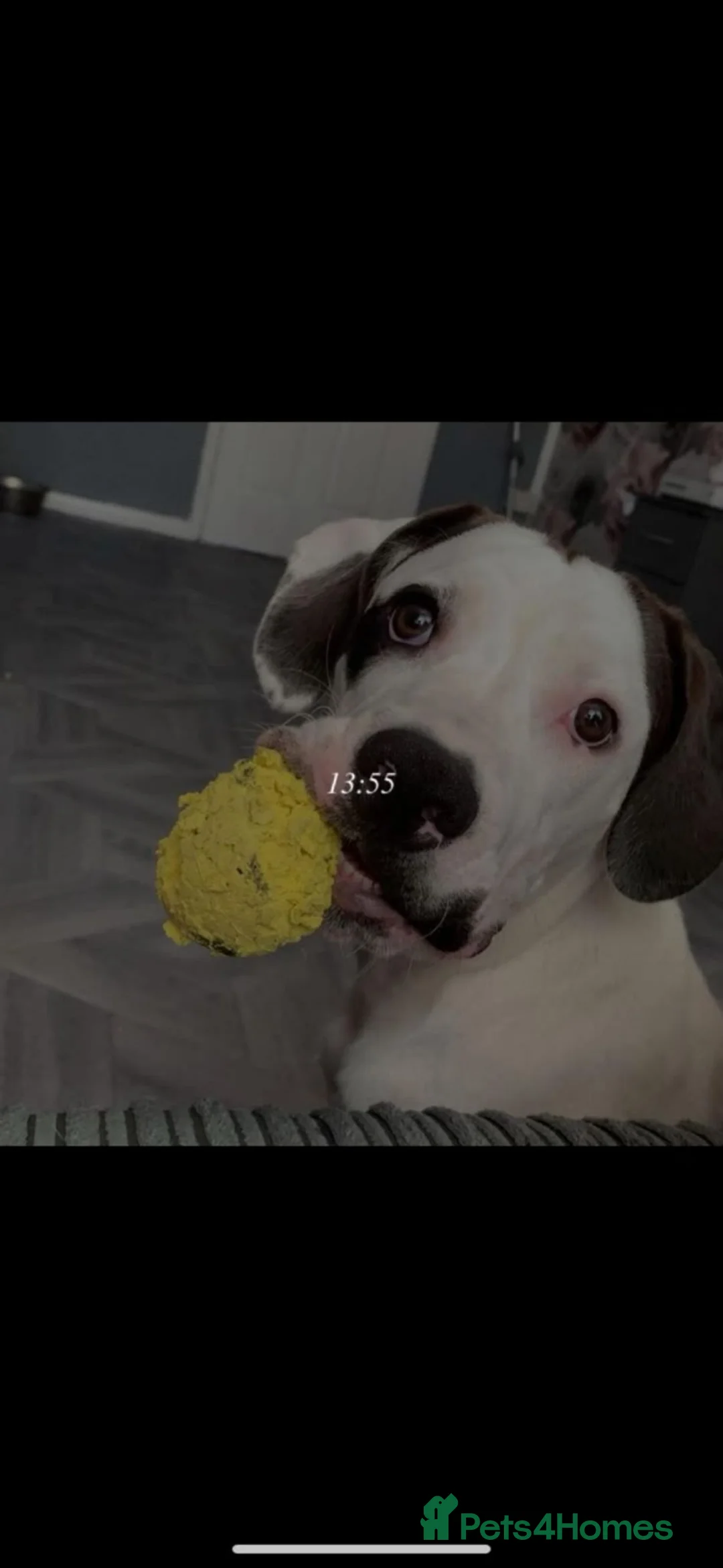 American Bulldog dogs for sale: Charlie  in Chorley - Advert 2