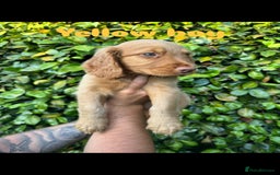 Cocker Spaniel dogs for sale: READY TO GO.. beautiful cocker spaniel puppies - Image 15
