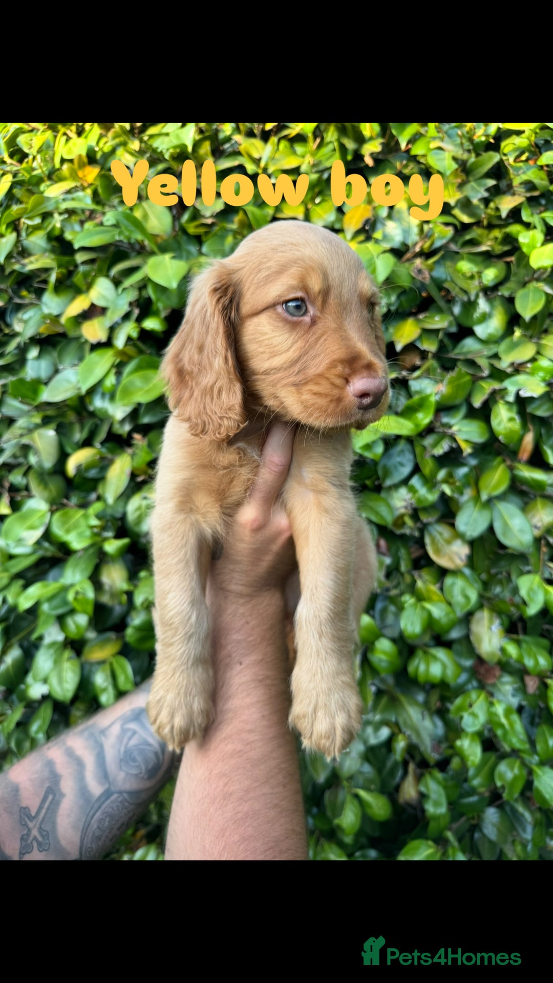 Cocker Spaniel dogs for sale: READY TO GO.. beautiful cocker spaniel puppies - Image 15