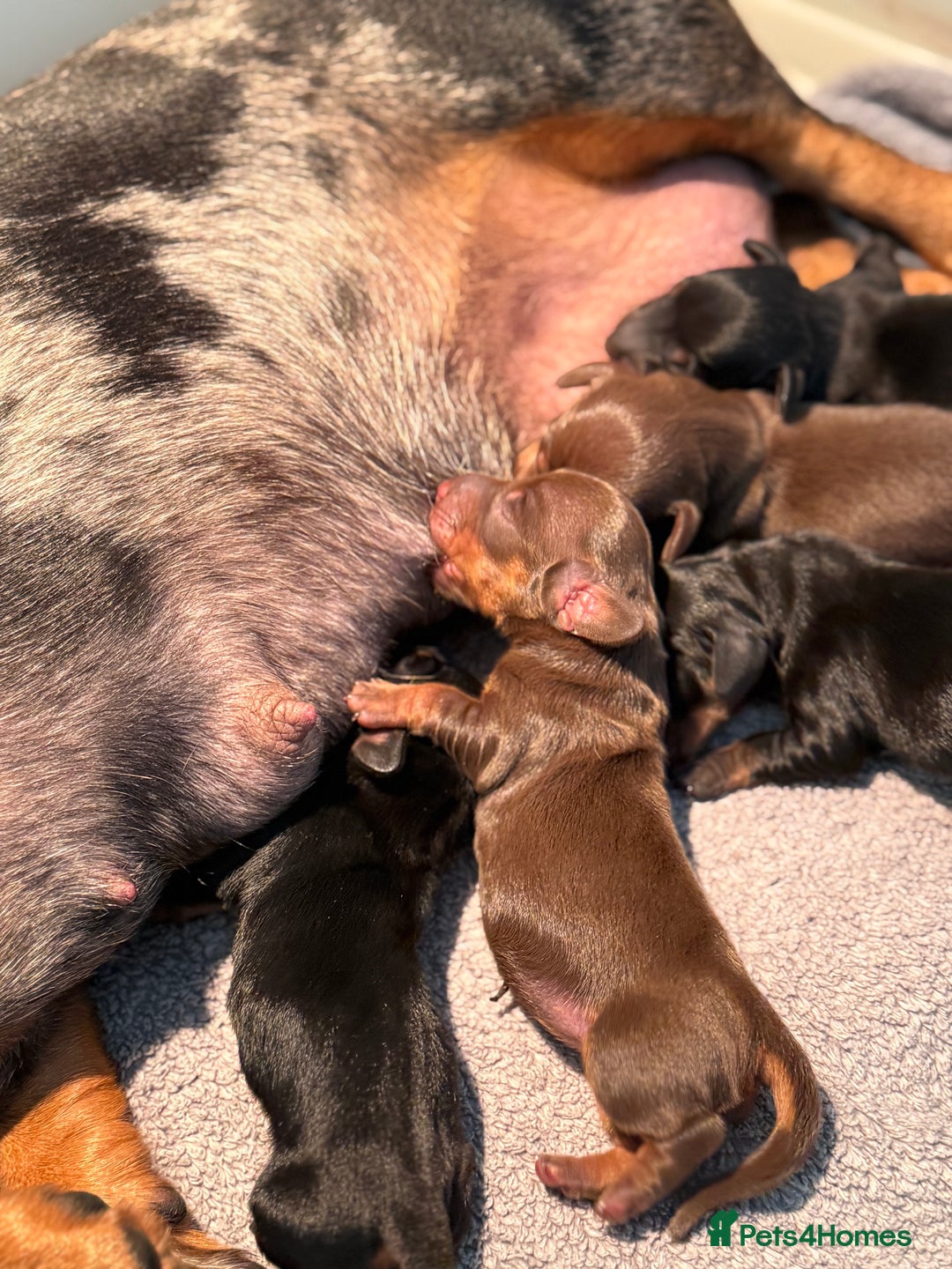 Miniature Dachshund dogs for sale: 🌸Stunning minature smooth haired dachshund🌸 - Advert 6