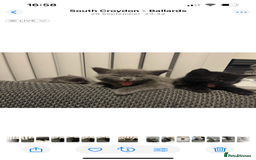 British Shorthair cats for sale: Healthy playful adorable kittens. - Image 2