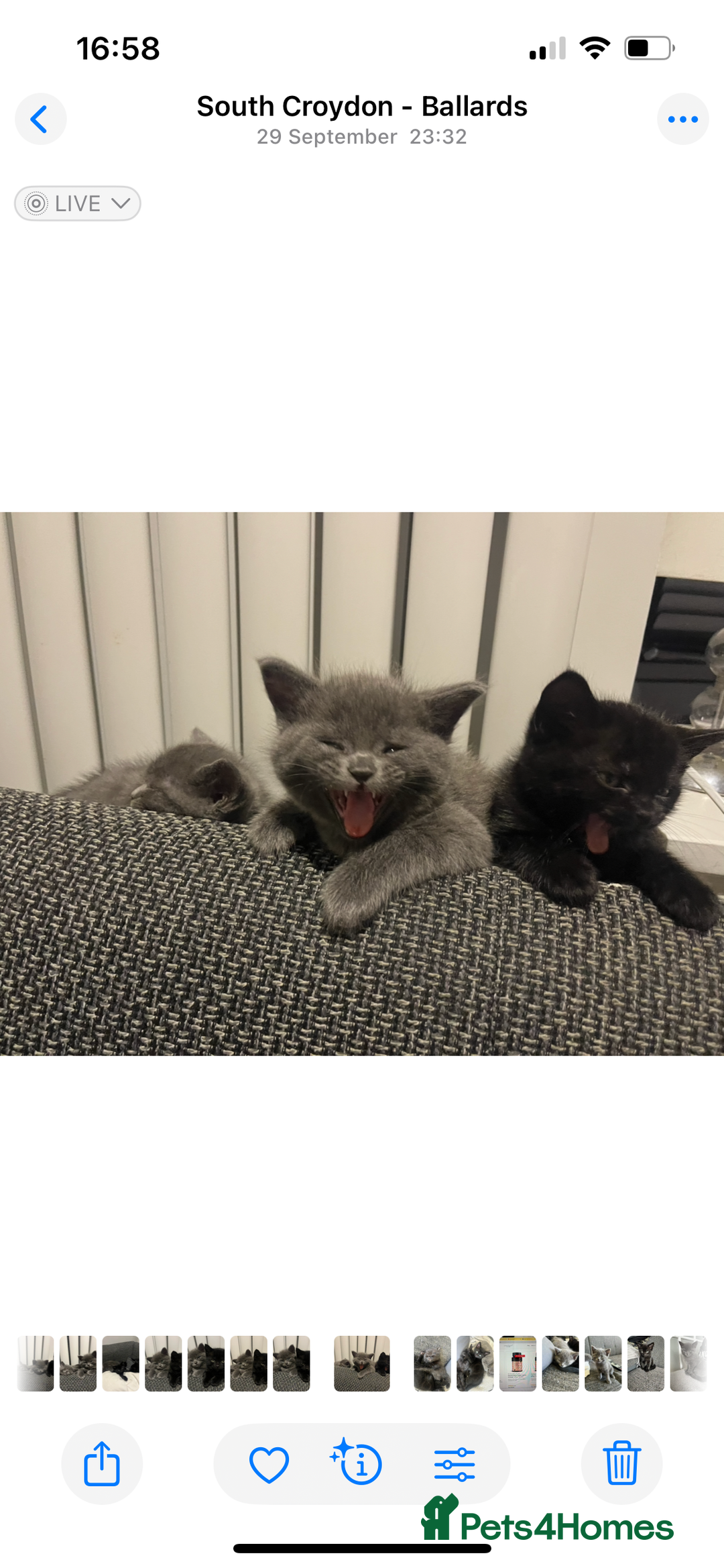 British Shorthair cats for sale: Healthy playful adorable kittens. - Image 2